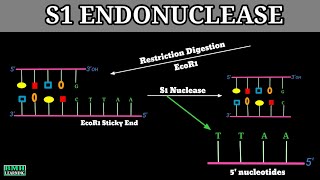 S1 Nuclease  S1 Nuclease Enzyme  Endonucleases  Exonucleases [upl. by Sanoy]