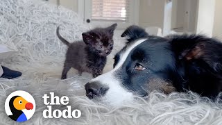 Dog Is The Best Nanny To Foster Kittens  The Dodo [upl. by Aramoiz]