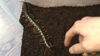 Scolopendra galapagoensis socialization part 2 [upl. by Tewfik]