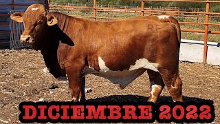 LOS MEJORES TOROS EN VENTA [upl. by Aened]