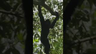 Black crested gibbon leaps through forest [upl. by Nottage258]