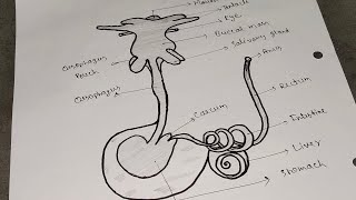 Alimentary Canal Of Pila। Digestive System Of Pila। Digestrive System Of pila Class Bsc 2nd Year। [upl. by Atinehs926]