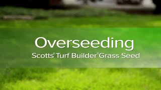 How to Overseed Your Lawn with Turf Scientist Dr Phil Dwyer [upl. by Ruel]