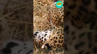 Neron and Keira ne dikhaye couple goals facts jaguar wildlife wildlifefacts [upl. by Jueta]