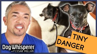 Cesar Millan vs Insecure Biting Dog  Season 9 Episode 11  Dog Whisperer [upl. by Aneehs]