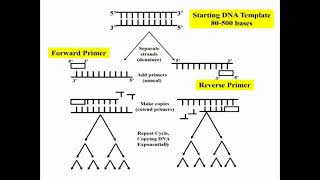 Steps of PCR Reaction [upl. by Negriv]