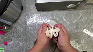 How to clone a mushroom Agaricus bisporus [upl. by Asenad]