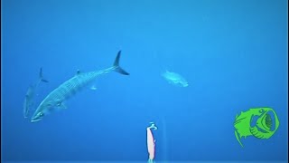 DUO Realis Fangbait 140 SW VS HART DEEPK incredible underwater footage [upl. by Yrtsed145]