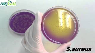 Dextrose Tryptone Agar [upl. by Betty379]