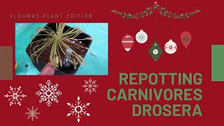 HOW TO REPOT A CARNIVOROUS PLANT  DROSERA CAPENSIS  SUNDEWS [upl. by Ayk]