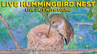 ❤️ LIVE Join Olive Our Famous Allens Hummingbird as She Prepares for Nesting Season 🐦 [upl. by Ahsatin]