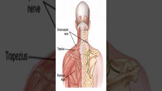 Dorsal Scapular Nerve Entrapment Shorts [upl. by Keyte]