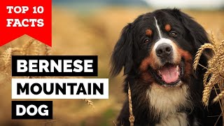 Bernese Mountain Dog  Top 10 Facts [upl. by Canada]