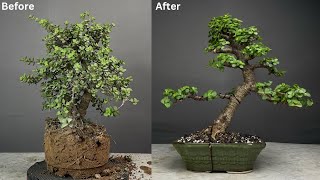 Making Jade Bonsai Tree  Bonsai for Beginners  Portulacaria Afra  Pruning  Repotting  Wiring [upl. by Whitver345]