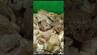 5 Deadly Frog Care Errors Youre Making Right Now 7 [upl. by Bacon]