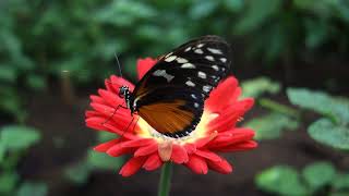 Heliconius hecate butterfly on a Gerbera flower  Butterfly Paradise Papiliorama Netherlands [upl. by Anaujnas]