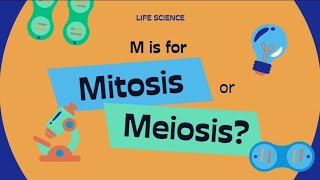 The Mitosis amp Meiosis cellcycle ytshorts neet biologyeducation [upl. by Ulund]