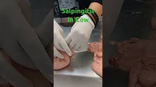 Salpingitis In Cow reproduction gynaecology biology veterinaryeducation [upl. by Aekerly564]