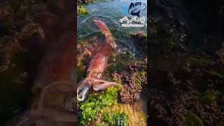 عجائب الكلمار Calamar صيد سمك fishing البحر اكسبلور بحر ترند fish دويتو food [upl. by Cosimo529]