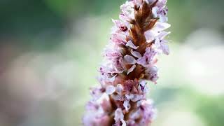 Himalayan Border JewelFleecflower Persicaria affinis [upl. by Eelah]