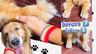 Quick and easy  Trim hair between dog’s toes  Grinch to pretty toes 🐾 [upl. by Eriuqs]