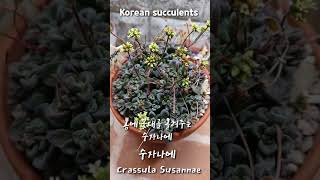 수자나에 꽃향기가 너무 좋아요 Crassula susannae ☆짧은 세로 영상☆ shorts [upl. by Griffith]