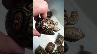 Pardalis Pardalis tortugaranch turtlelove leopardtortoise babytortoise tortoise [upl. by Elam]