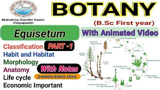 EquisetumMorphologyAnatomyReproductionlife cycle Part1 [upl. by Ailime]