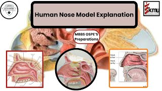 Human Nose Model Explanation  OSPE Preparation  Dr KS Academy [upl. by Onyx]