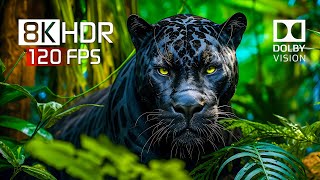 Best of Dolby Vision for 2024  8K HDR Video ULTRA HD 120FPS [upl. by Jentoft]