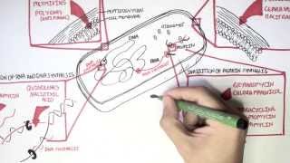 Antibiotics Cell Wall Synthesis Inhibitors Part 1 [upl. by Shurlock]