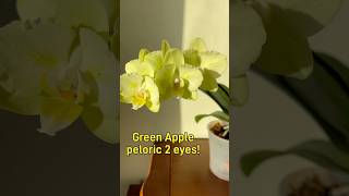 данапротасова orchid orchideenpflege orchideen орхидеи greenapple peloric орхидеибабочки [upl. by Odnalo]