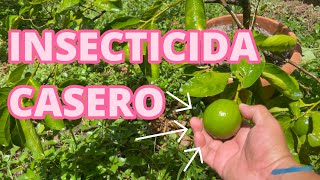 INSECTICIDA casero para eliminar PLAGA del LIMONERO de manera fácil y ECONOMICO limonero [upl. by Oriana]