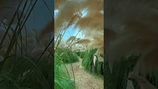 Pampas grass Field subscribe PlanetEarth viralclips [upl. by Pride745]