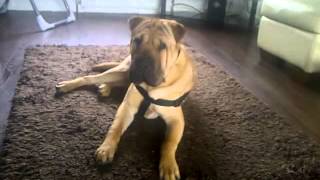 my shar pei x mastiff 9 months old [upl. by Acina]