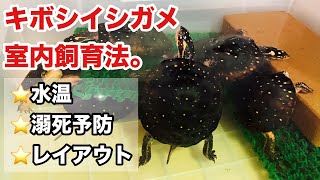 人気小型種キボシイシガメを室内で飼育する方法 [upl. by Germayne]