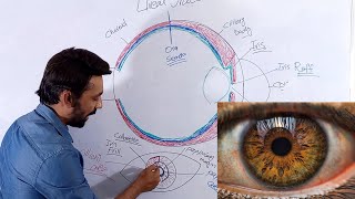 Anatomy and physiology of Uveal Tract  Iris [upl. by Aihcila]