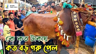 কার গরুর দাম কত কেমন হয়েছে জানতে ভিডিওটি দেখুন গাবতলী গরুর হাট ২০২৪ [upl. by Eiderf]