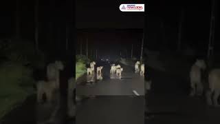 8 Lions Spotted on Nageshri State Highway in Gujarat [upl. by Chem49]