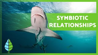 What is SYMBIOSIS 🐠🦐 Mutualism Commensalism Parasitism  EXAMPLES 🐦 [upl. by Ellinnet]