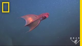 Vampire Squid Turns Itself quotInside Outquot  National Geographic [upl. by Tabib52]