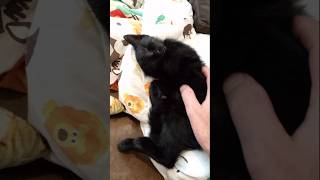 2nd day home 🥹 throwbackthursday kitten blackcat [upl. by Kesia]