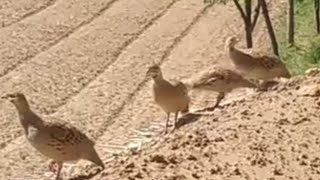 Teetar Ki Aawaz  Grey Francolin bird sound  Dakni amp Irani Grey Bird [upl. by Strander]