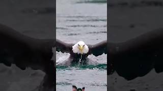 eagle 🔥 fish youtube viralvideo wildlife shortsvideo shortsfeed animals lionlove safari [upl. by Virgilio]