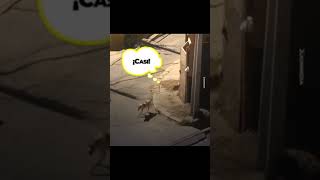 Mira lo que pasa si dejas a tu perro en la calle porhaynomas perros humor video viralvideo [upl. by Orutra]