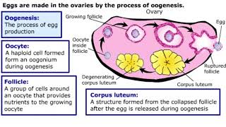 Gametogenesis [upl. by Ylrad]