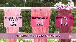 いつでもできる！桜染め（高崎市染料植物園） [upl. by Benn204]