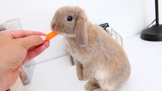 Meet Marshmallow My Adorable Holland Lop Bunny [upl. by Dollar]