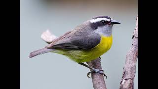 Bananaquit Bird Sound [upl. by Anelrahs]