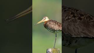 Blacktailed Godwit Calling shorts [upl. by Neelahs]